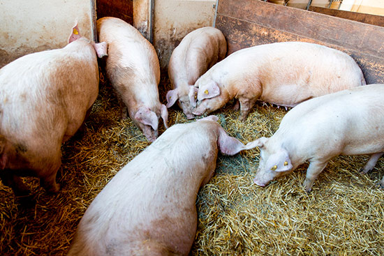 Impressionen vom Duroc Schwein