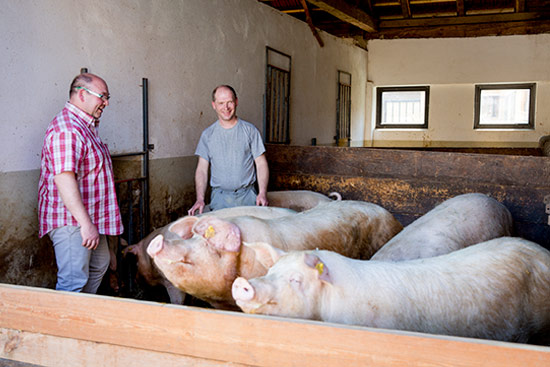 Impressionen vom Duroc Schwein