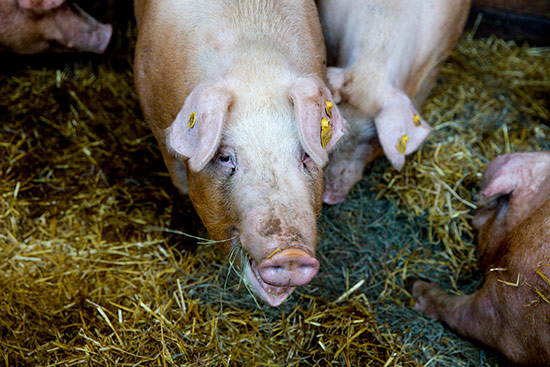 Impressionen vom Duroc Schwein