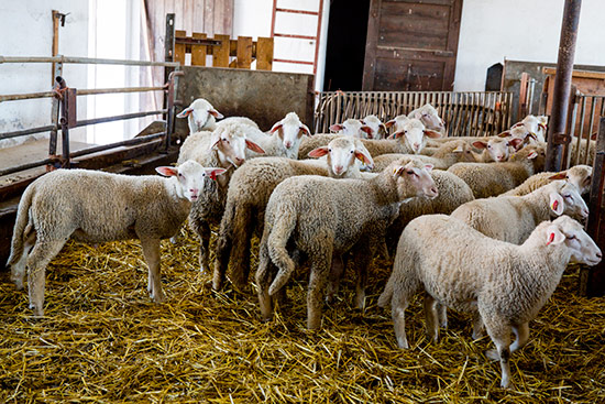 Impressionen vom BIO - Lamm