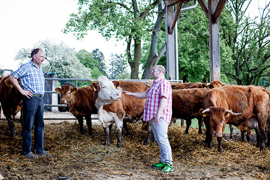 Impressionen vom Fleckvieh