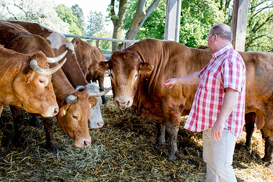 Impressionen vom Fleckvieh