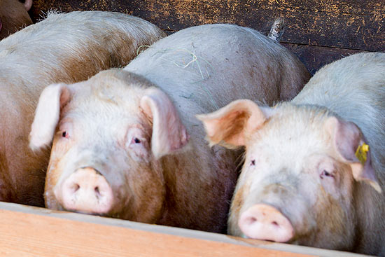 Duroc Schwein vom Flachberg